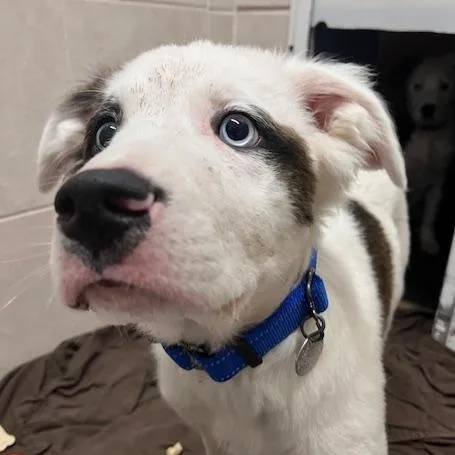 A baby medium-sized male White / Cream Husky dog named Bandit for adoption in Honesdale, PA
