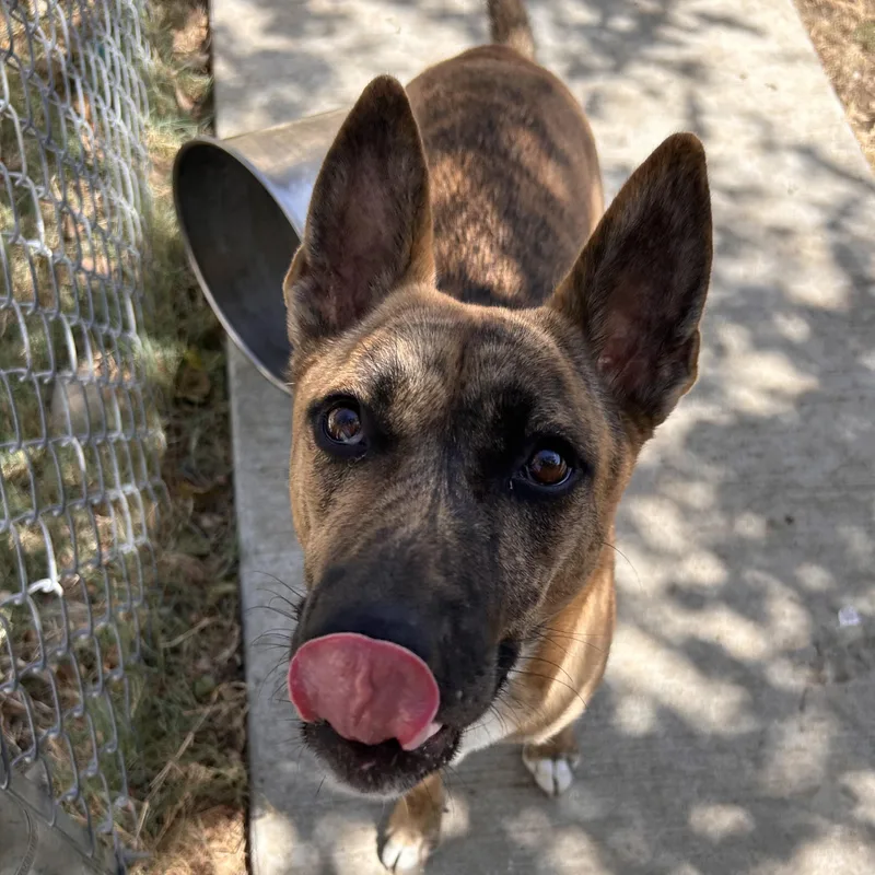 A young medium-sized female Dutch Shepherd dog named Lottie for adoption in The Colony, TX