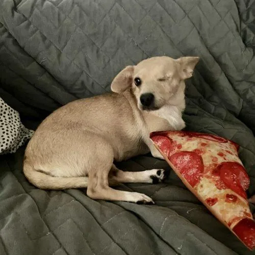 A young small-sized female Chihuahua dog named Sierra for adoption in Henderson, NV