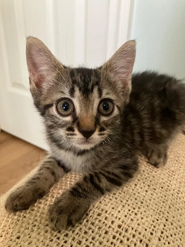 A baby medium-sized male Domestic Short Hair cat named Pita for adoption in Evans, GA