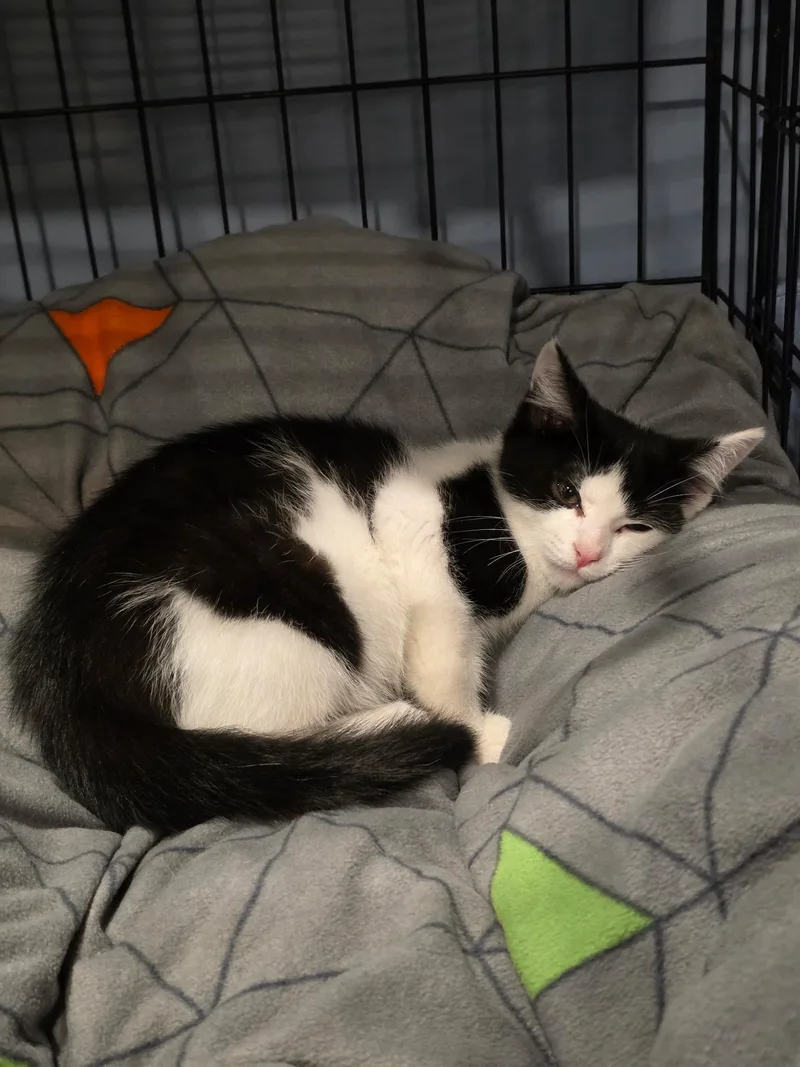 A baby medium-sized male Black Domestic Short Hair cat named Moody Meatball for adoption in Richmond, VA