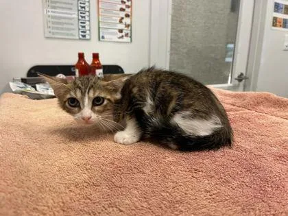 A baby small-sized female Brown / Chocolate Domestic Short Hair cat named Brand New Day for adoption in Kansas City, MO