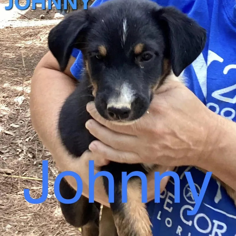 A baby large-sized male Black Mixed Breed dog named NY Johnny Avail Aug for adoption in Eastford, CT