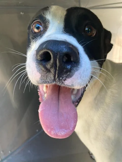 An adult large-sized male Pit Bull Terrier dog named Cleveland for adoption in Dallas, TX
