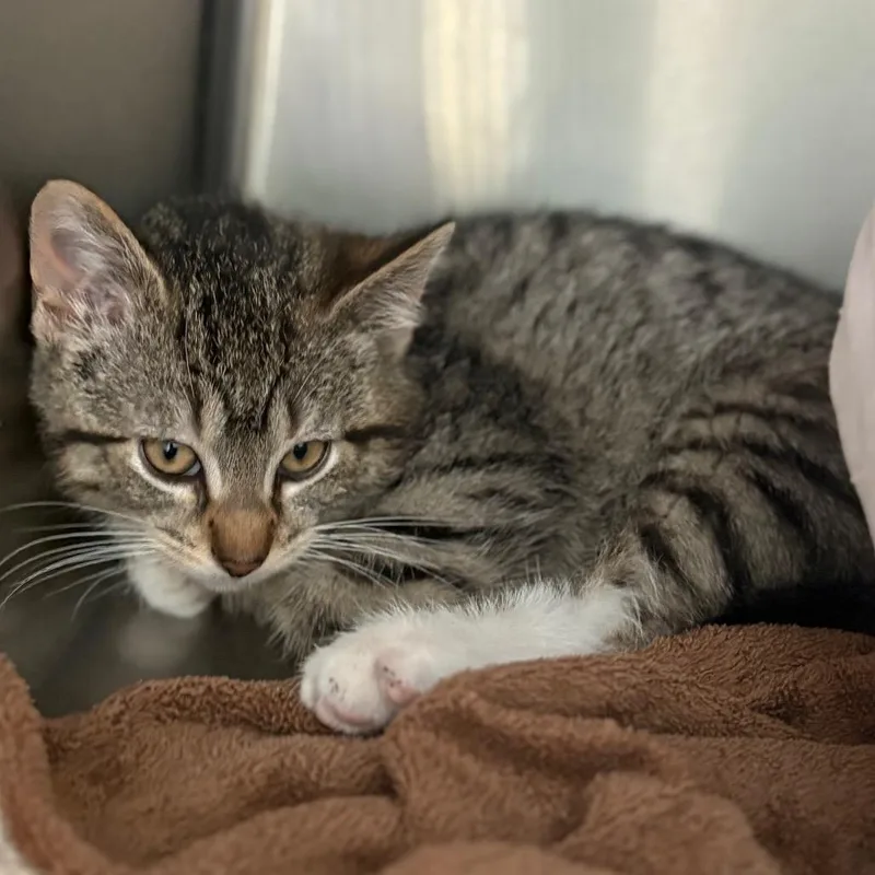 A baby small-sized male Brown / Chocolate Domestic Short Hair cat named Beeper for adoption in Chicago, IL