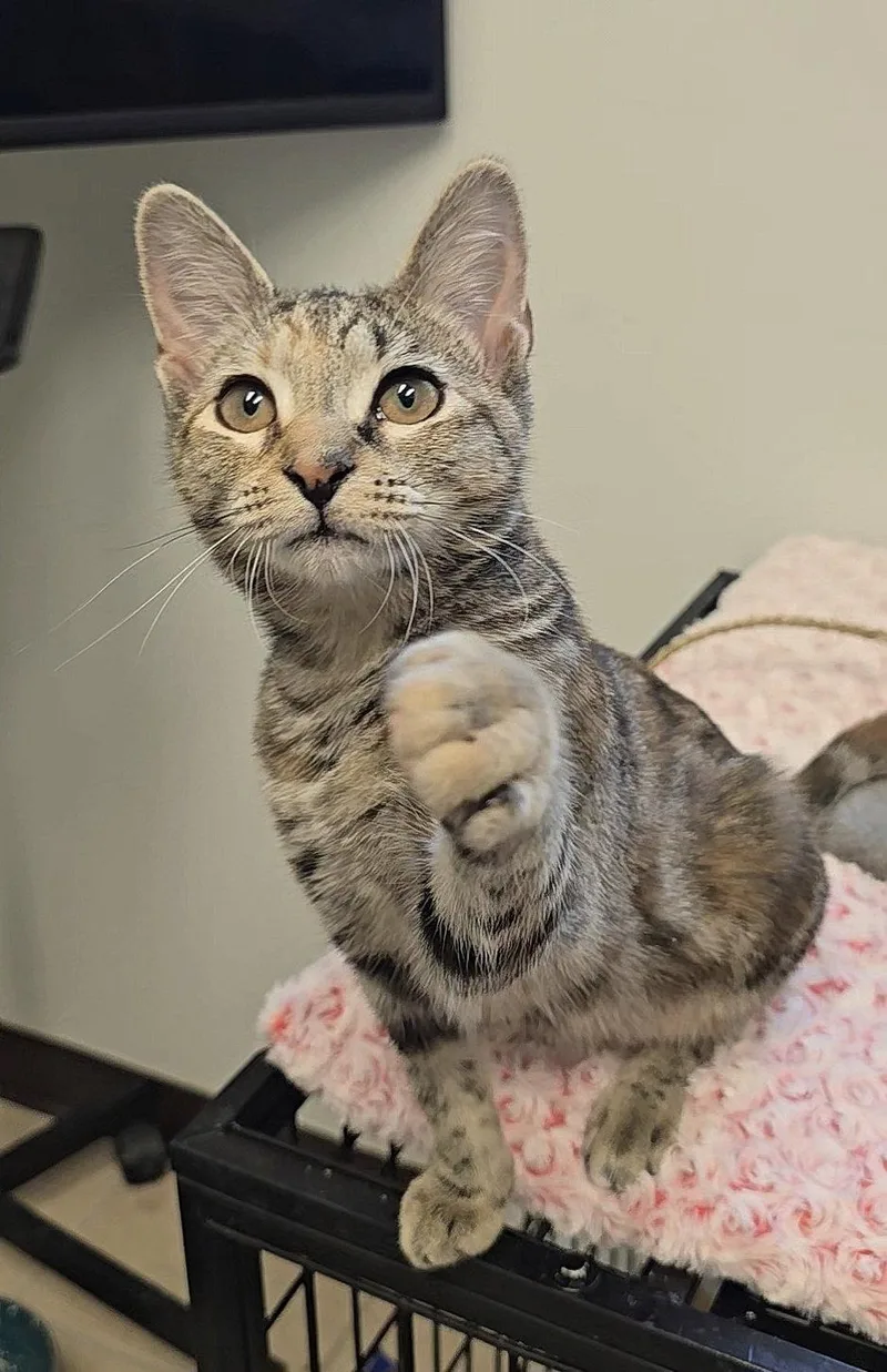 A baby small-sized female Domestic Short Hair cat named Hyacinth for adoption in Locust Grove, GA