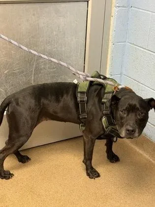 A senior large-sized female Mixed Breed dog named Recan for adoption in Chamblee, GA