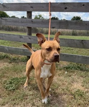 A young large-sized male Terrier dog named Sig for adoption in Wauchula, FL