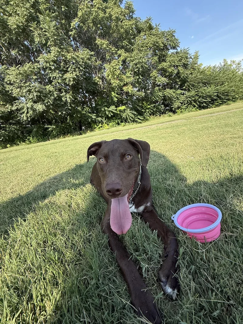 A young large-sized male Brown / Chocolate Great Dane dog named Koda Dane Mix for adoption in Las Vegas, NV