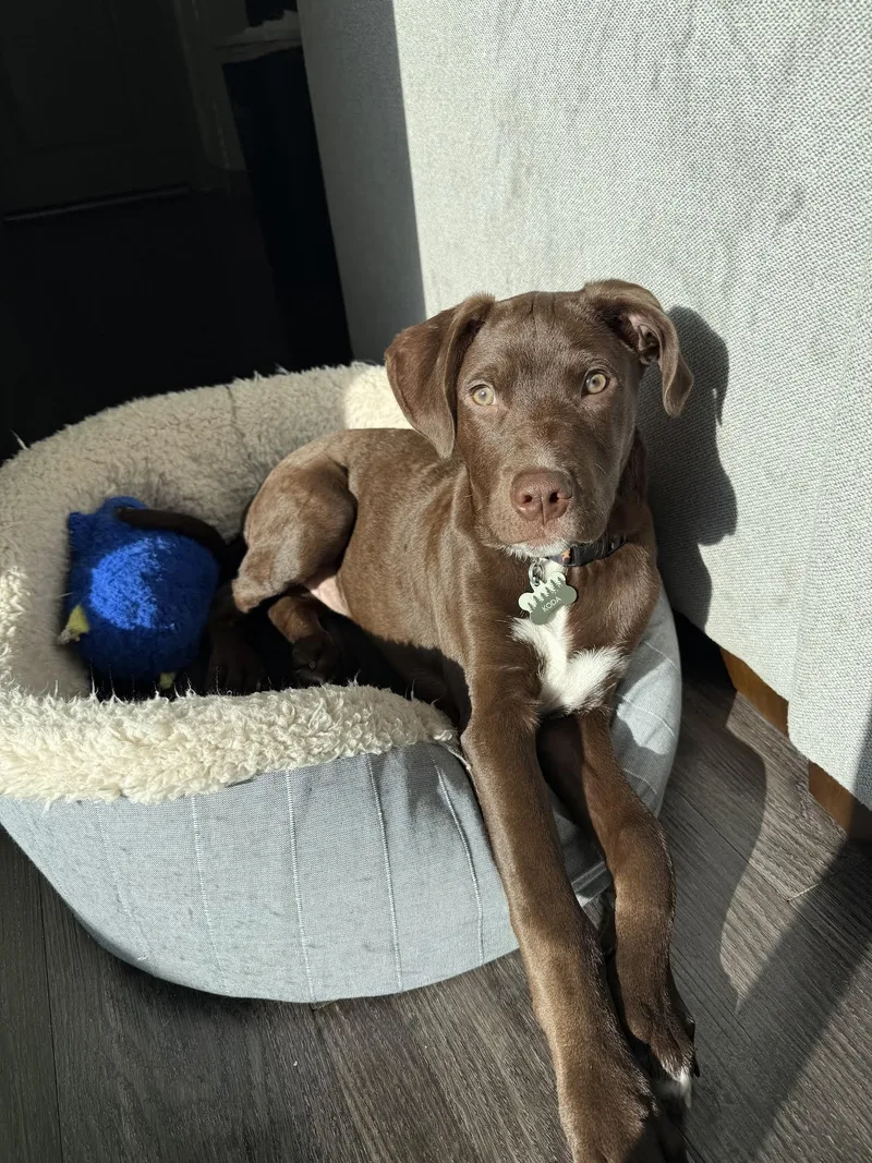 Koda Dane Mix thumbnail 2