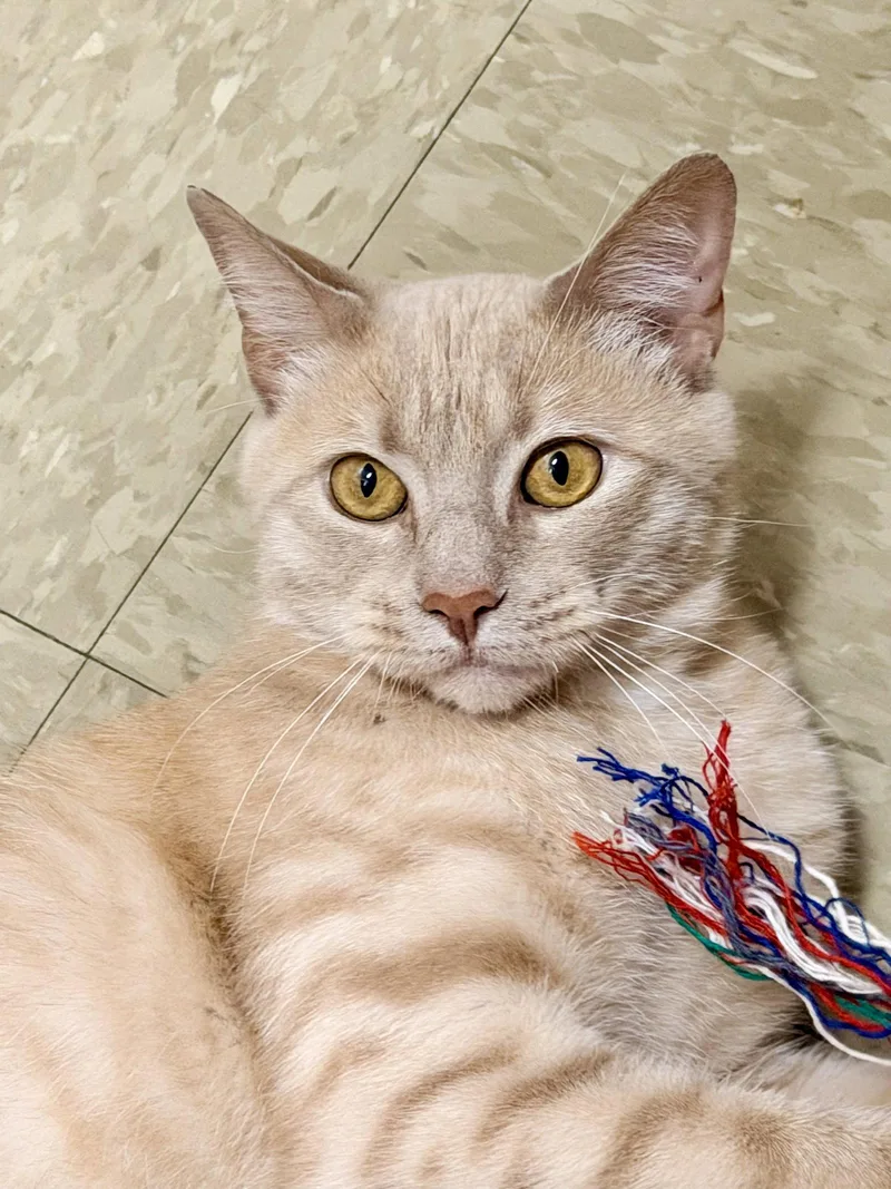 A young medium-sized male Tabby (Orange / Red) Tabby cat named O'SheaWillow Grove for adoption in Greenville, DE