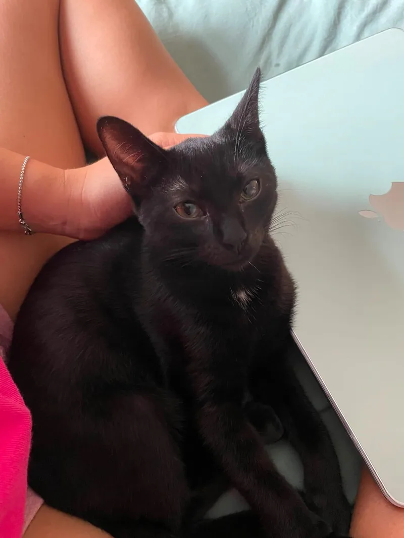 A baby small-sized male Black American Shorthair cat named Onion for adoption in Highland Park, NJ