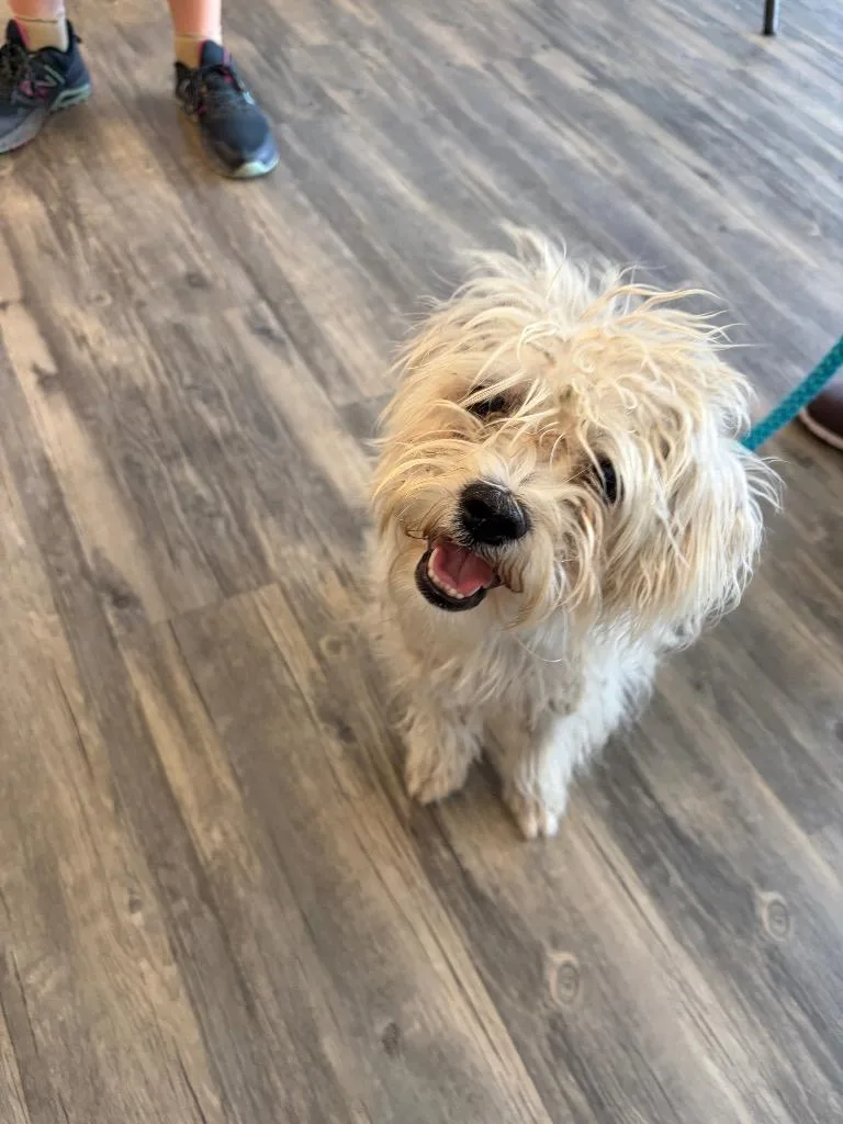 A young small-sized male Maltese dog named King Julian for adoption in Liverpool, NY