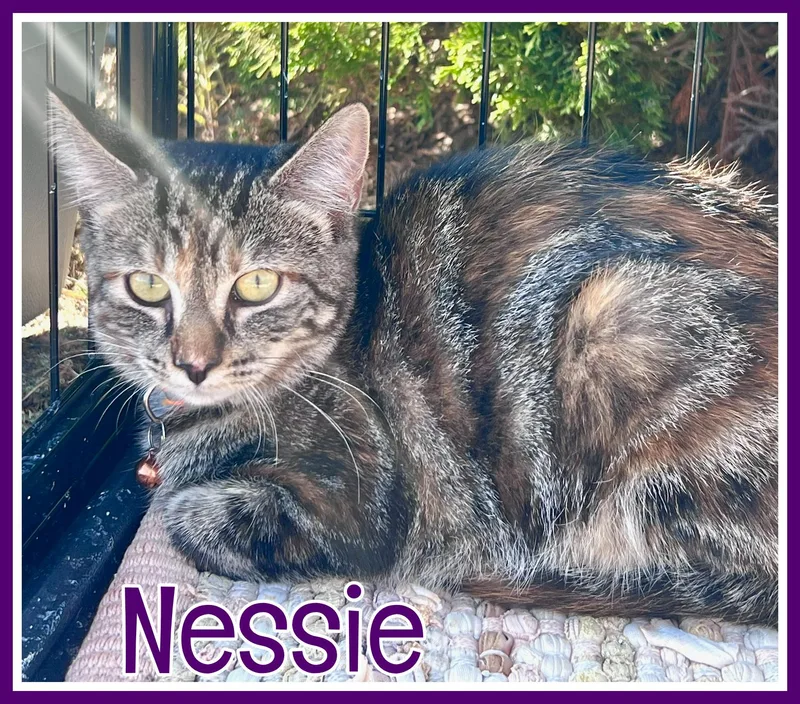 A young medium-sized female Domestic Short Hair cat named Nessie for adoption in Valley City, ND