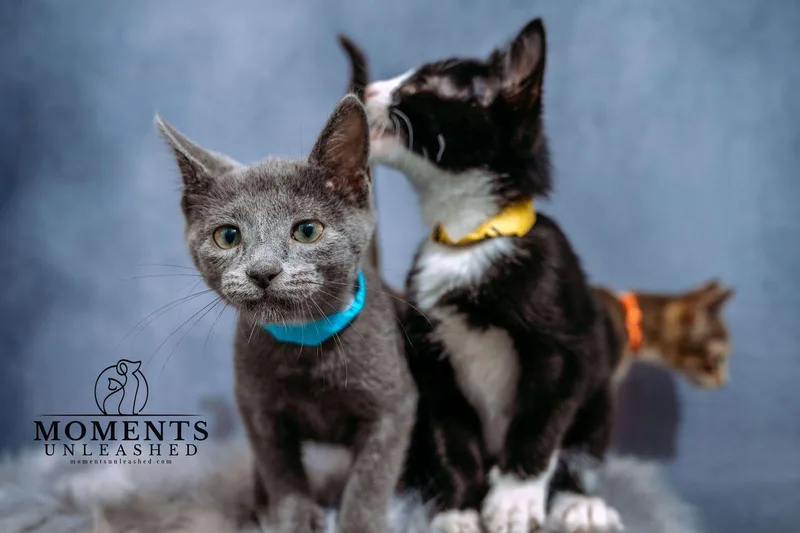A baby small-sized male Gray / Blue / Silver Domestic Short Hair cat named Ash for adoption in Myakka City, FL