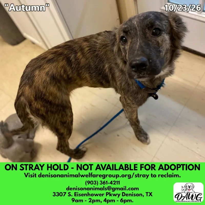 A young medium-sized female Shepherd dog named Autumn for adoption in Denison, TX