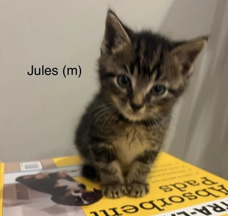 Kansas  Jules