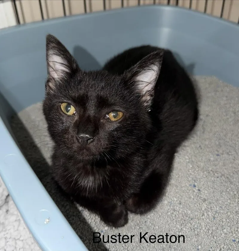A baby small-sized male Black Domestic Short Hair cat named Buster Keaton for adoption in Ferndale, MI