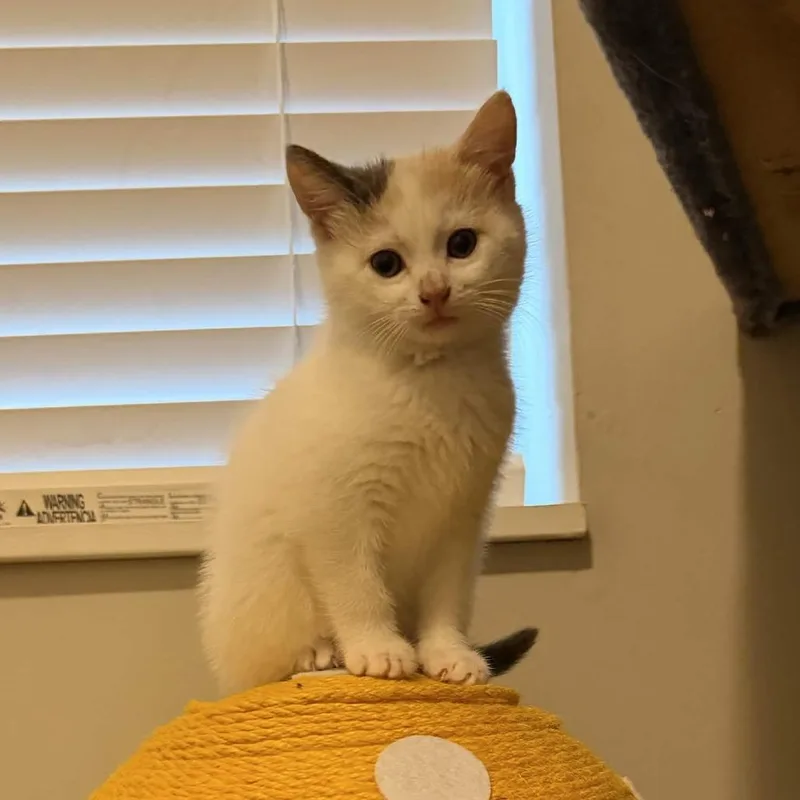 A baby small-sized female Domestic Long Hair cat named Dolly Parton for adoption in Delaware, OH