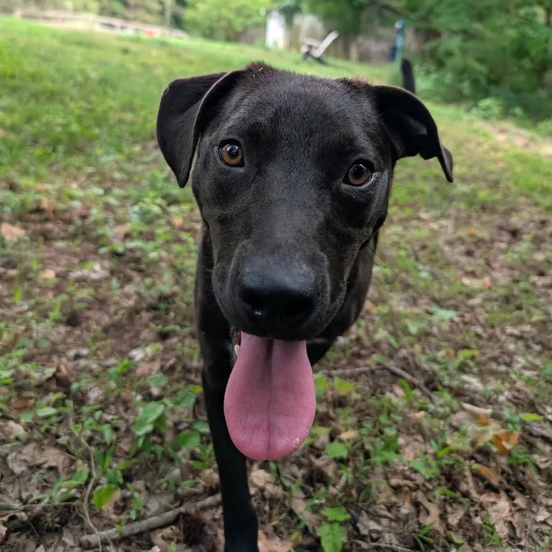 An adult medium-sized female Black Labrador Retriever dog named Bhangra for adoption in Wake Forest, NC