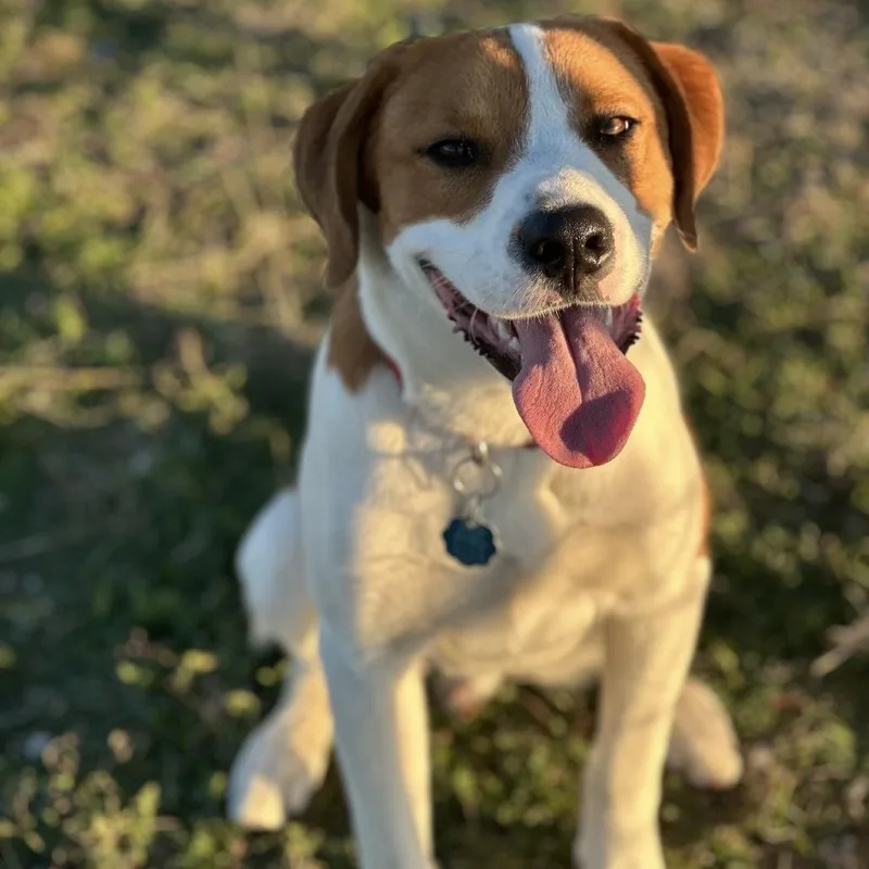 A young large-sized male Brown / Chocolate Great Pyrenees dog named Buddy for adoption in San Saba, TX
