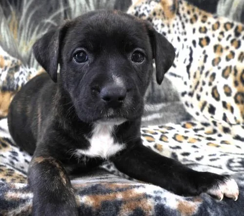 A baby large-sized female Labrador Retriever dog named Olive for adoption in Thief River Falls, MN