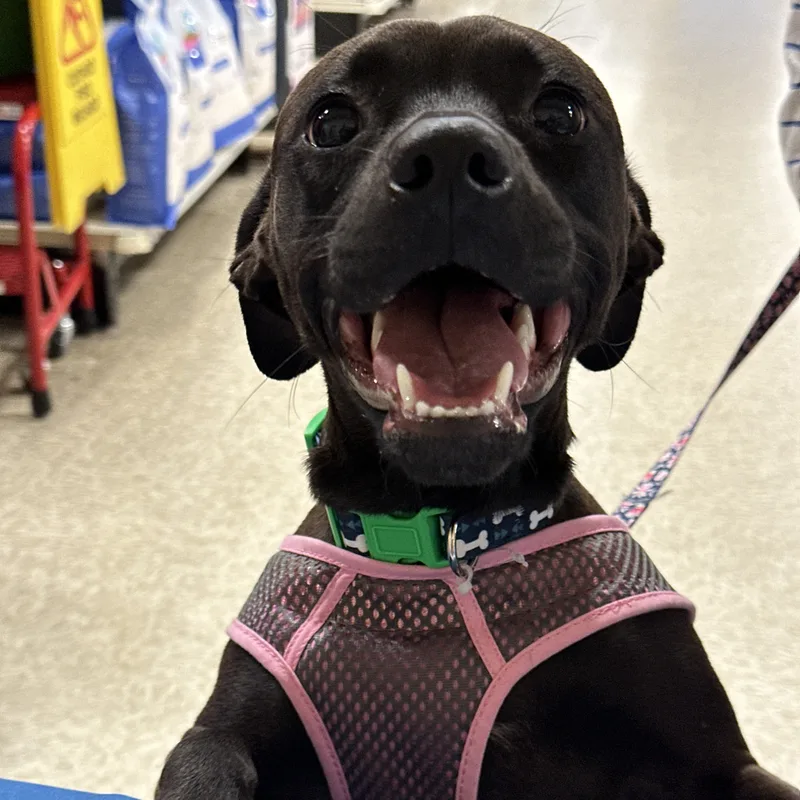 Caroline thumbnail 6