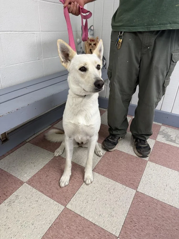 An adult large-sized female White / Cream Carolina Dog dog named Kona for adoption in Ontario, CA