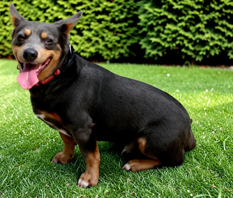 Nacho