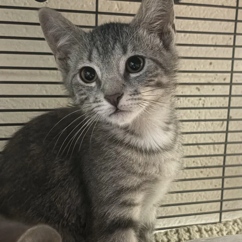 A baby medium-sized male Tabby (Gray / Blue / Silver) Domestic Short Hair cat named Poppy for adoption in Charleston, SC