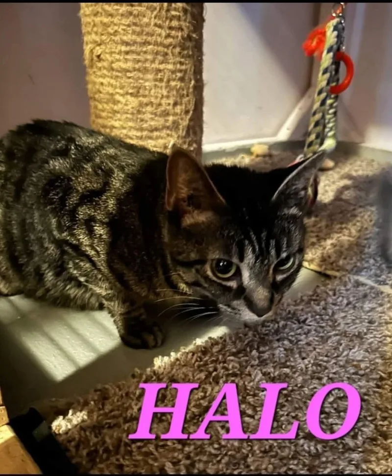 Halo