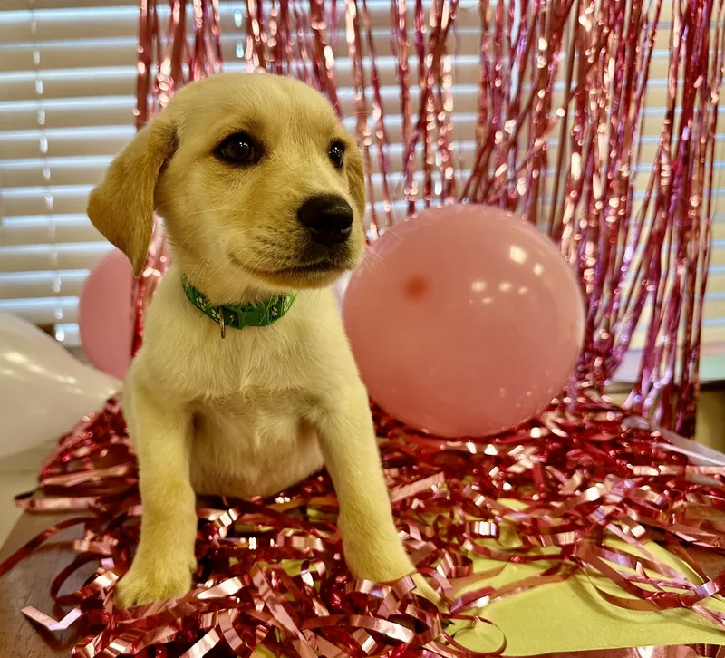 A baby large-sized male Labrador Retriever dog named Kenny for adoption in Gallatin, TN