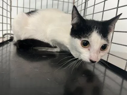 An adult small-sized female Domestic Short Hair cat named Panda for adoption in Largo, FL