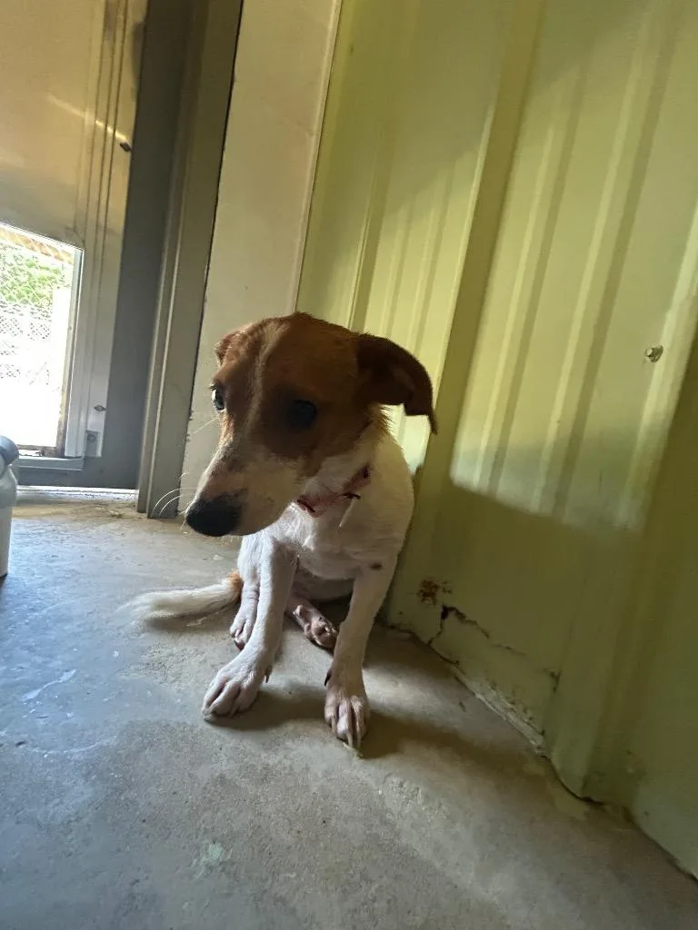 A young medium-sized female Jack Russell Terrier dog named Penelope for adoption in Morgantown, KY