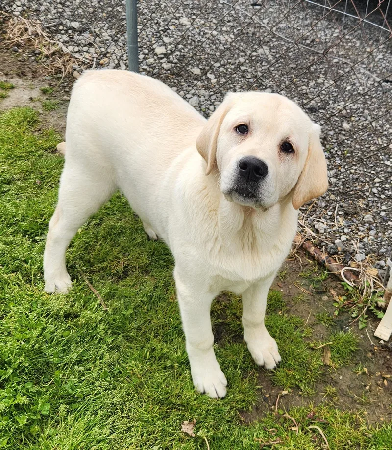 A baby large-sized male Yellow / Tan / Blond / Fawn Goldador dog named Biscuit for adoption in Liberty Center, OH