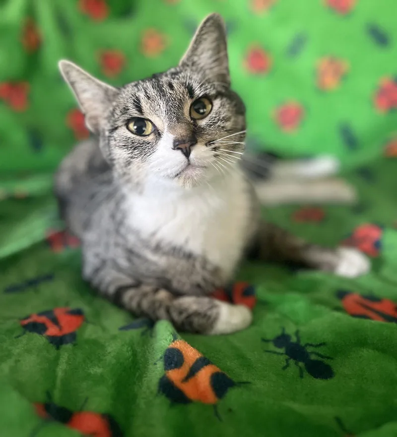 A young medium-sized female Domestic Short Hair cat named Marlena for adoption in Oviedo, FL