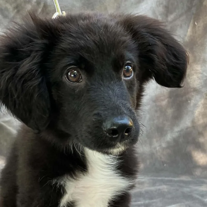 A baby small-sized male Black Australian Shepherd dog named Ct Max for adoption in Stormville, NY