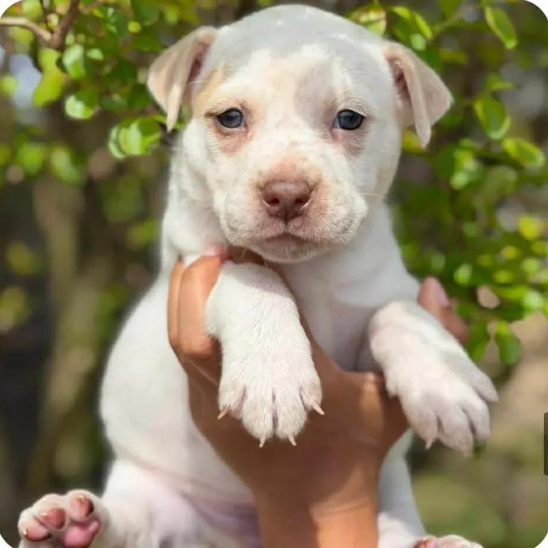 A baby small-sized female White / Cream Mixed Breed dog named Motley Crue for adoption in Buffalo, MN