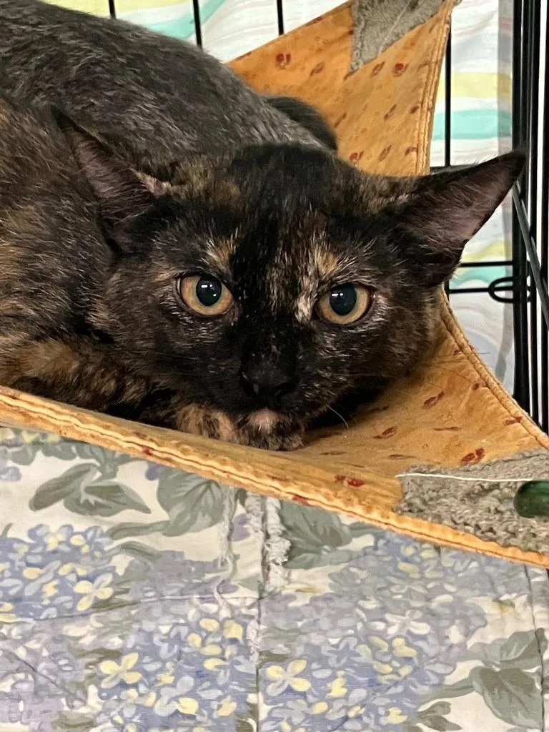 A baby small-sized female Domestic Short Hair cat named Harriet for adoption in Lunenburg, MA