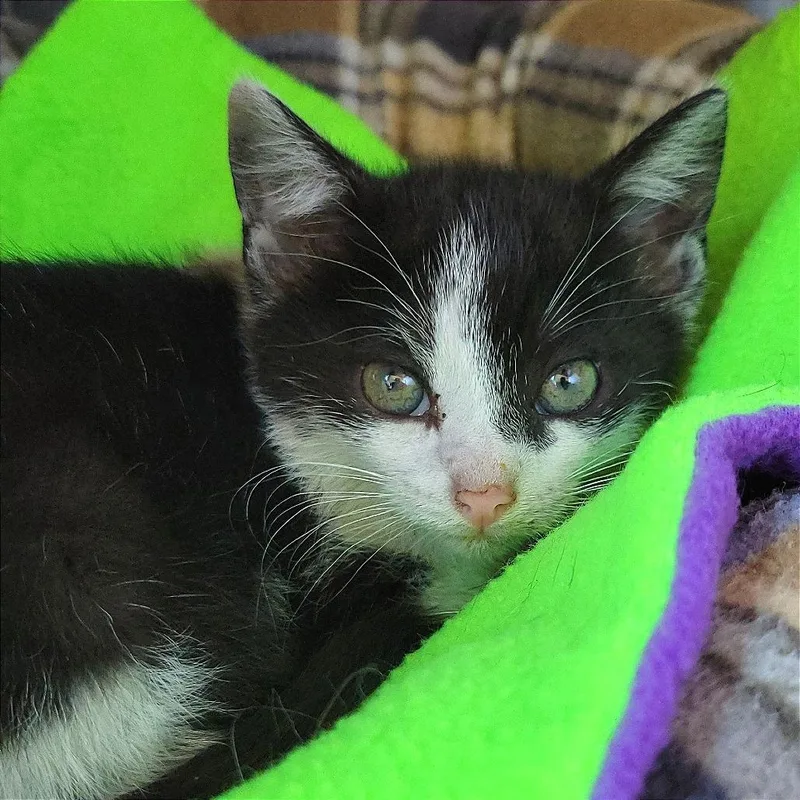A baby small-sized female Black Domestic Short Hair cat named Sadie for adoption in Nashville, IN