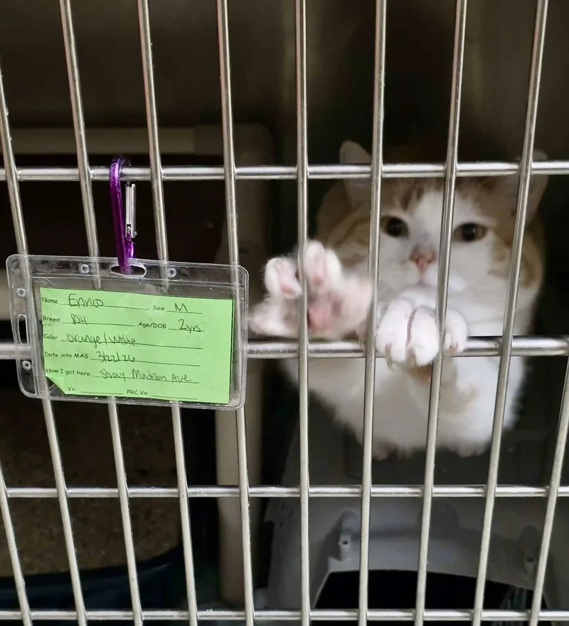 A young medium-sized male Orange & White Domestic Short Hair cat named Enrico for adoption in Detroit Lakes, MN
