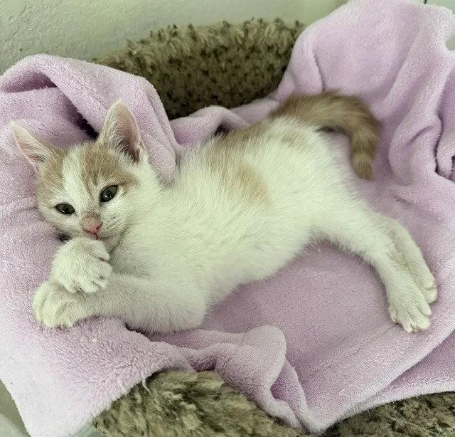 A baby medium-sized male Domestic Short Hair cat named Moccasin for adoption in Candler, NC