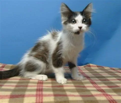 A baby small-sized female Domestic Medium Hair cat named Debbie for adoption in Gardena, CA