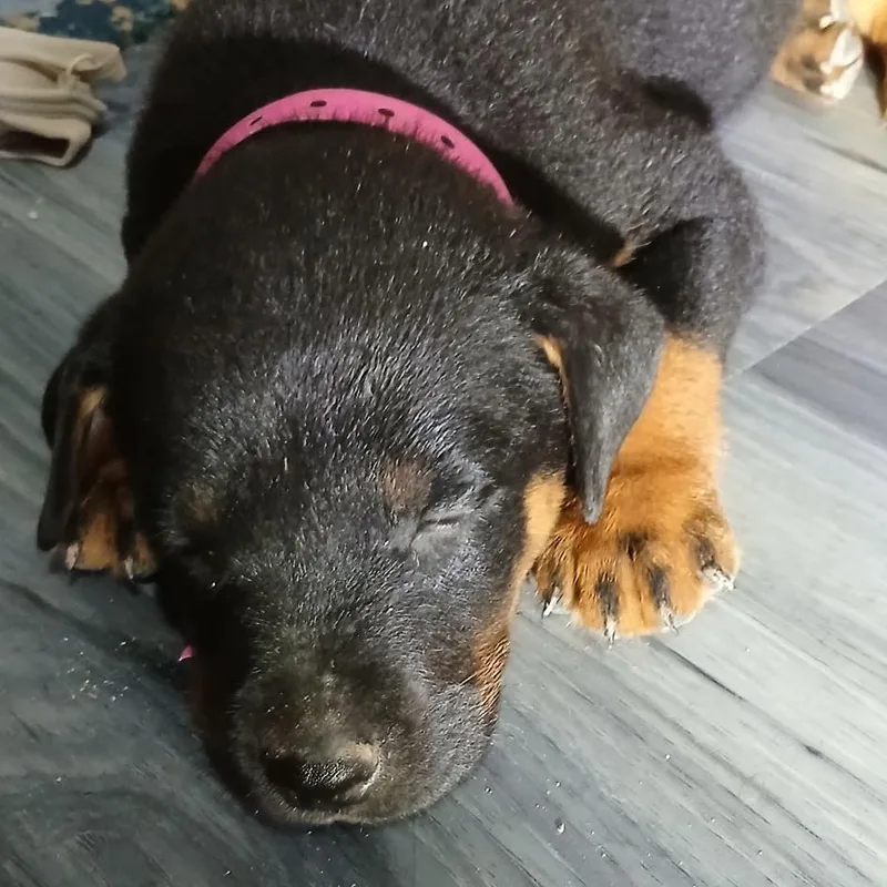 A baby small-sized male Brown / Chocolate Shepherd dog named Marshall for adoption in Edinburg, TX