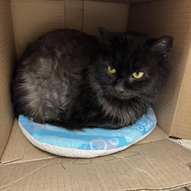 A senior large-sized male Black Domestic Long Hair cat named Shadow for adoption in Mebane, NC