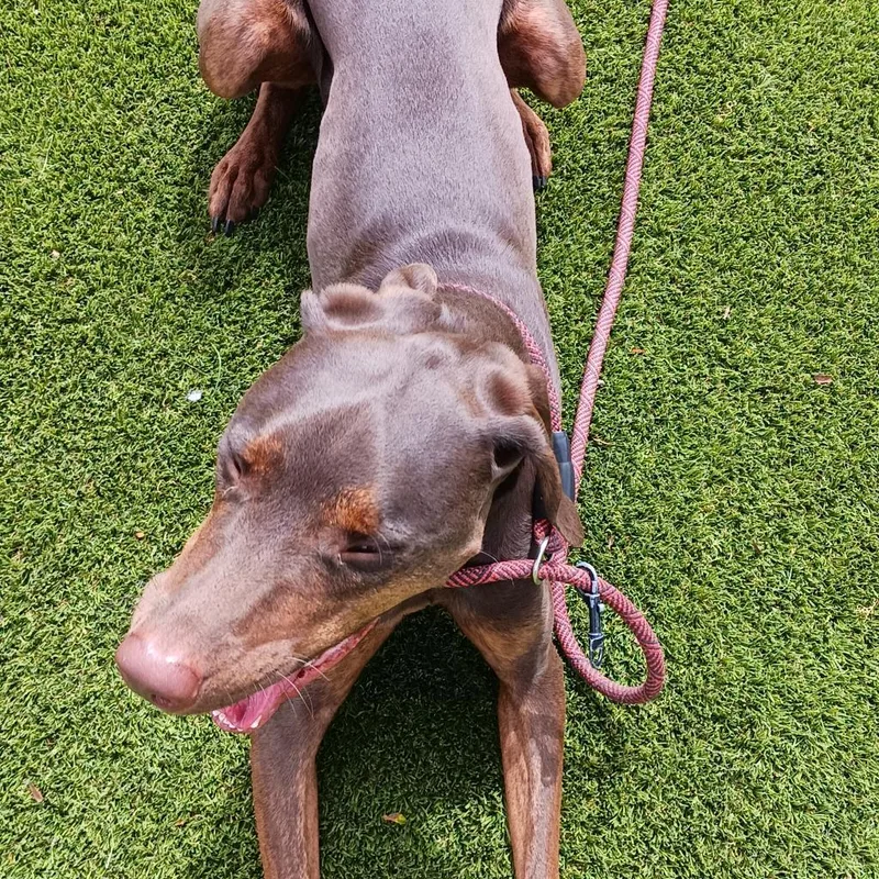 Nutro Aka Henry thumbnail 2