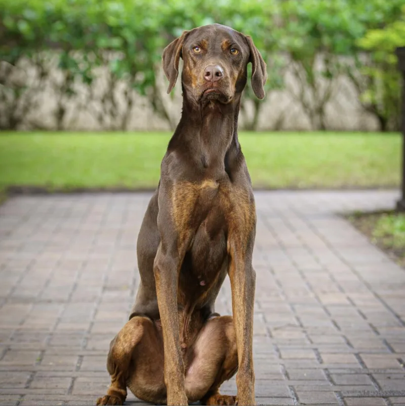 Nutro Aka Henry thumbnail 4