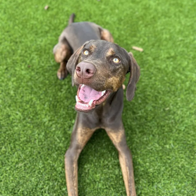 Nutro Aka Henry thumbnail 5