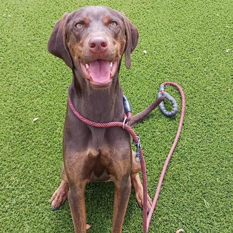 Nutro Aka Henry thumbnail 6