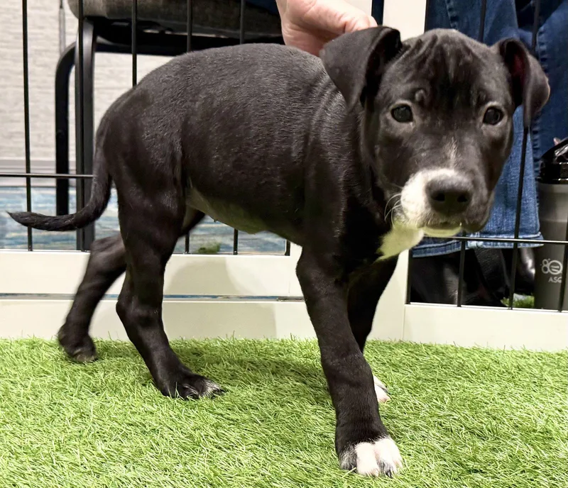 A young medium-sized female Terrier dog named Kate Beckett FH for adoption in Sanford, FL